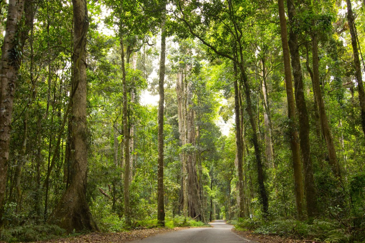 Греция тенистые леса