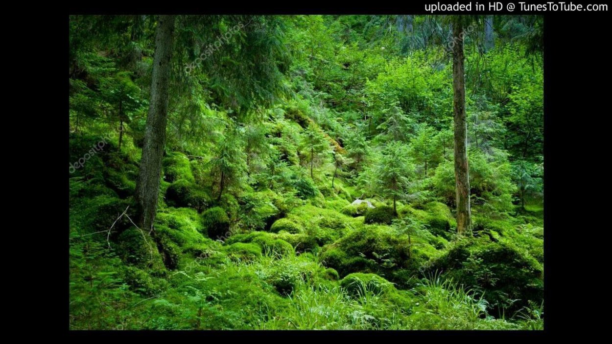 Национальные парки заповедники жестколистные вечнозеленые леса
