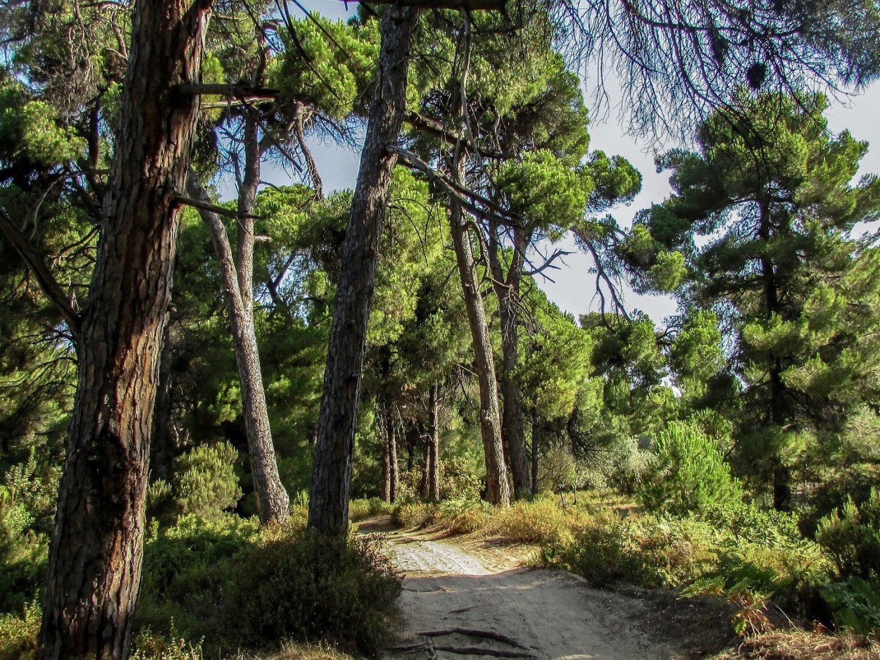 Жестколистные вечнозеленые леса Африки