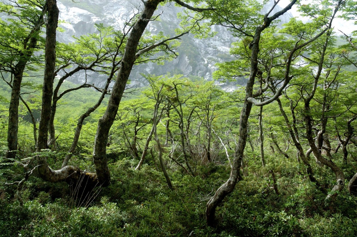 Жестколистные вечнозеленые леса Австралии