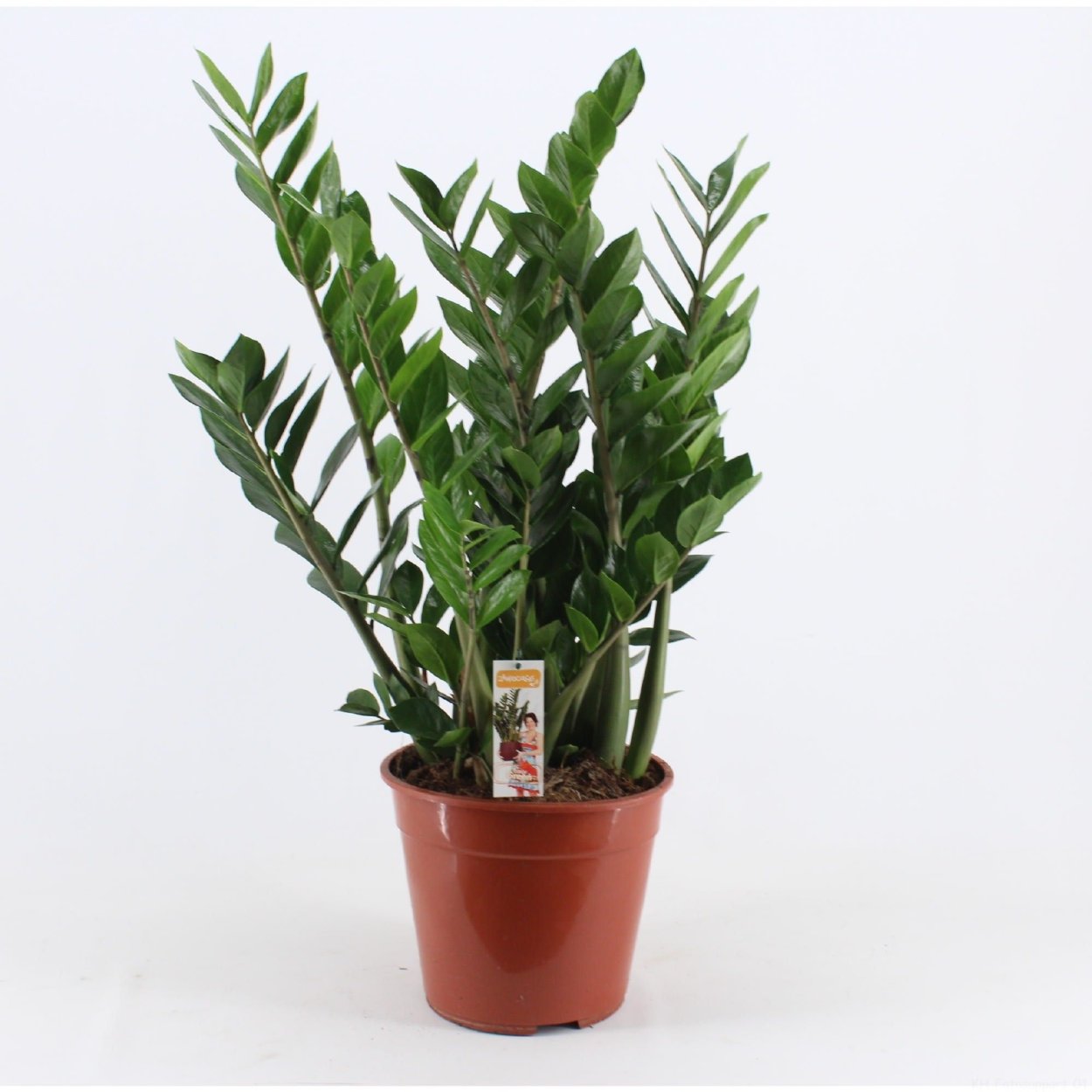 Папоротник душистый (Zamioculcas zamiifolia