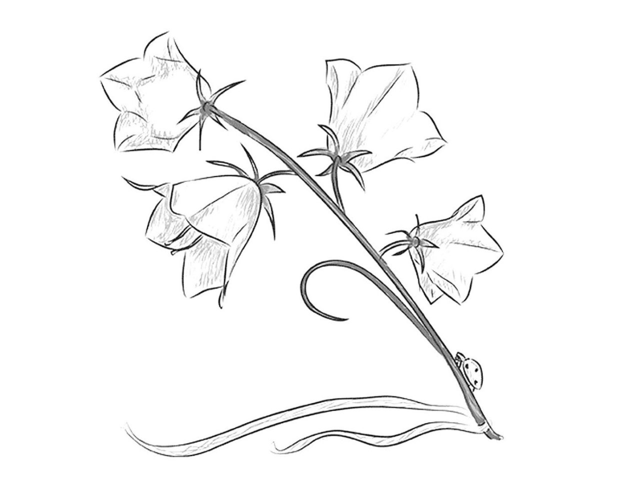 Красивые цветы карандашом для срисовки