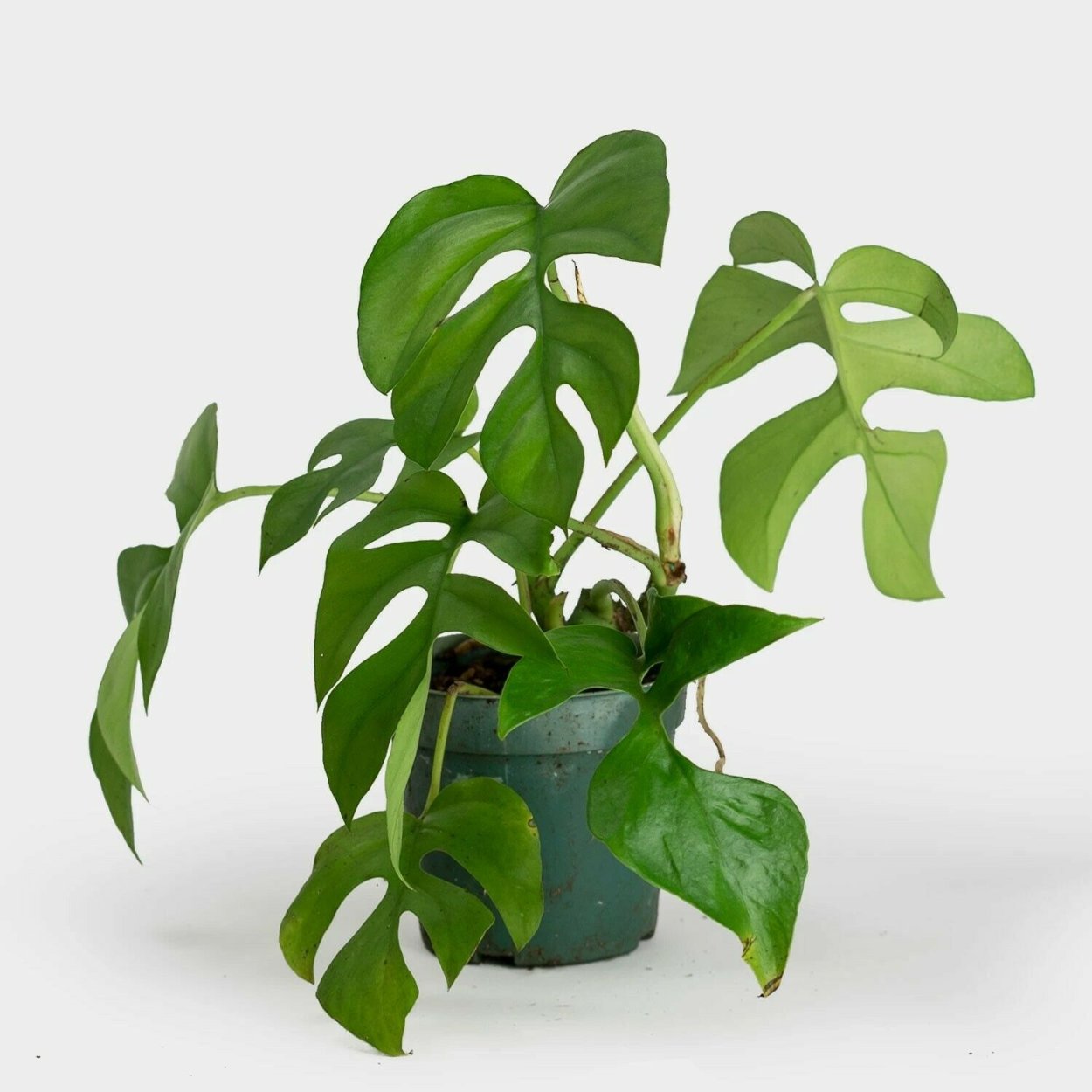 Монстера деликатесная (Monstera deliciosa)
