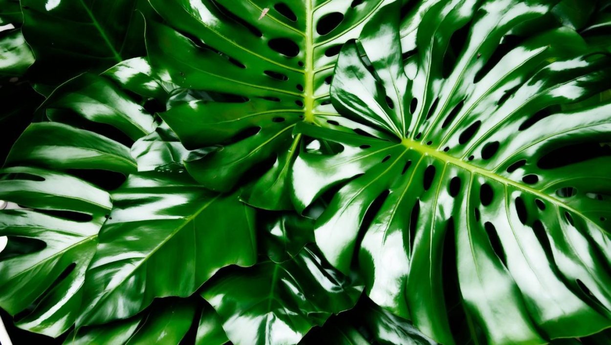 Монстера деликатесная (Monstera deliciosa)
