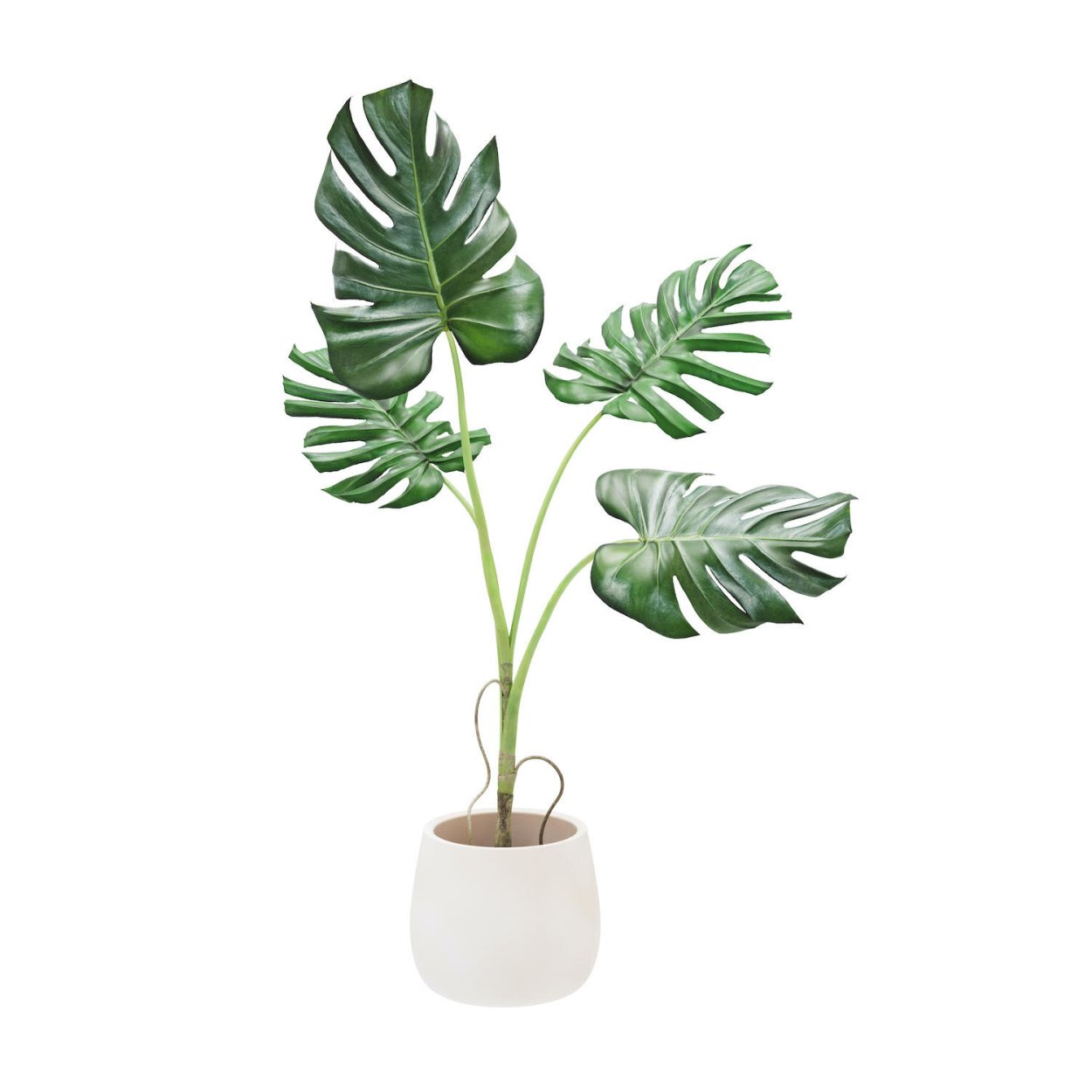 Monstera obliqua листья
