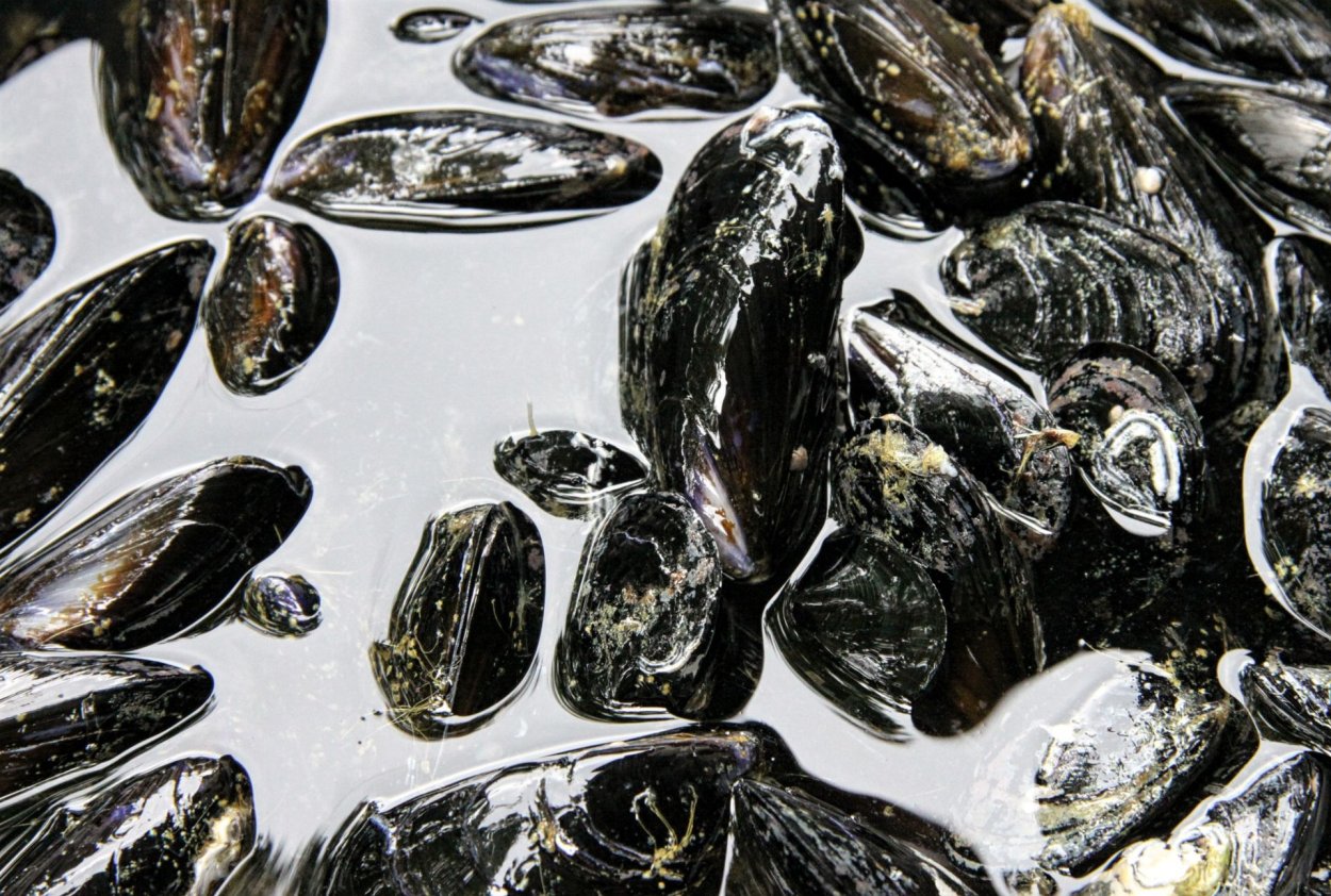 Мидия Кристапа