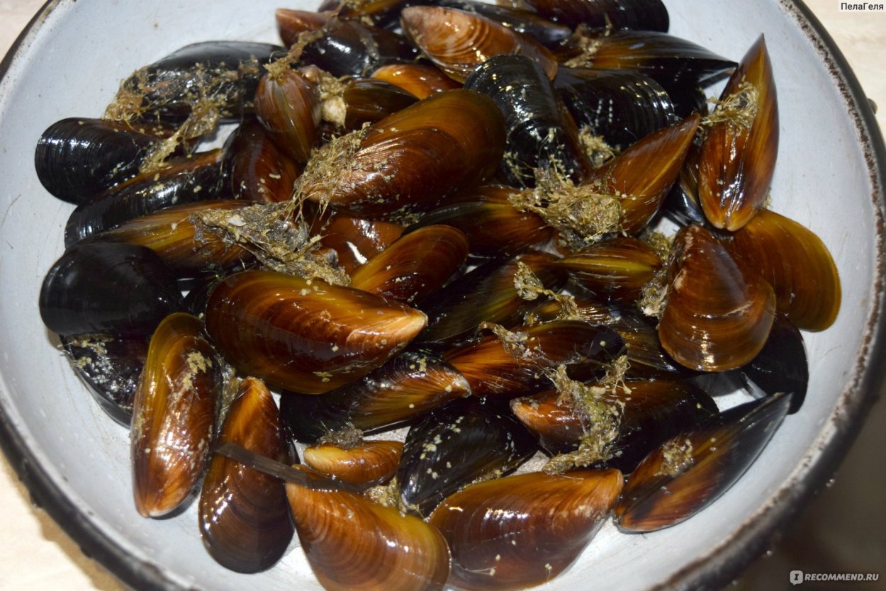 Желудок мидии