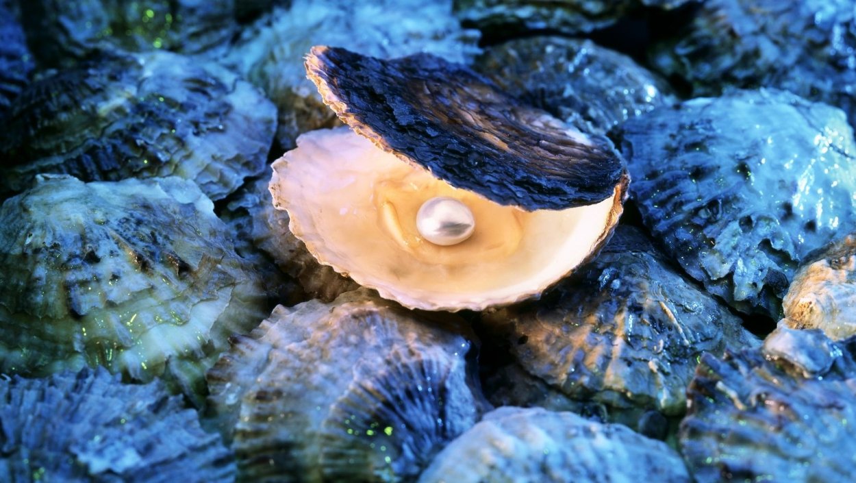 Морские фисташки моллюск