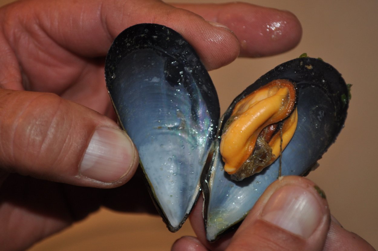 Мидии изнутри