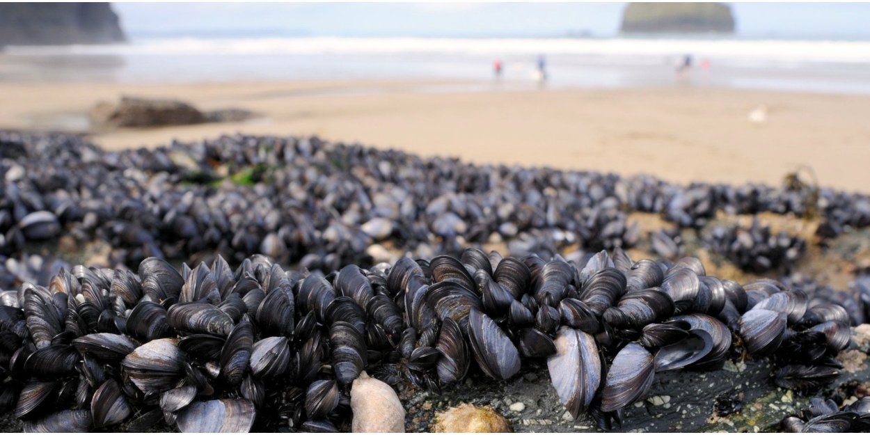 Озеро Буссе устрицы