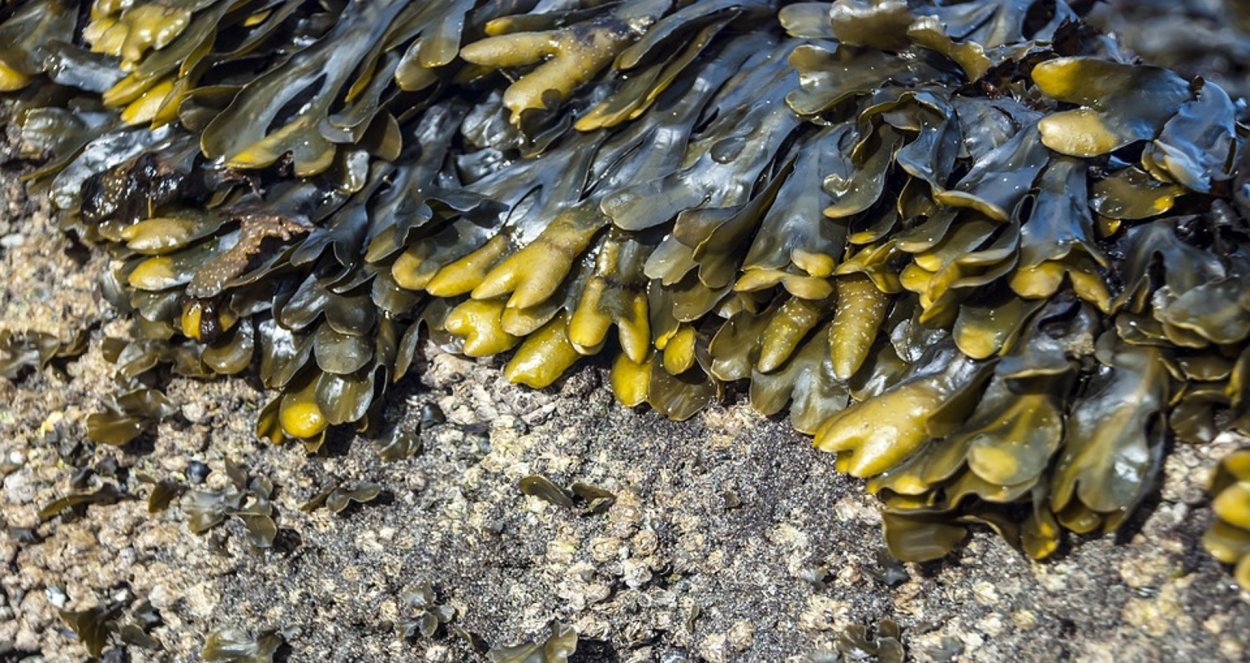 Морская капуста на берегу