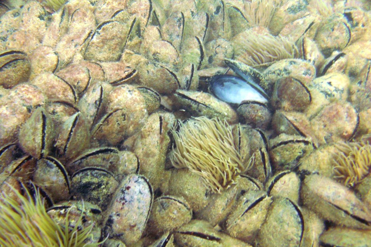 Панно из устриц