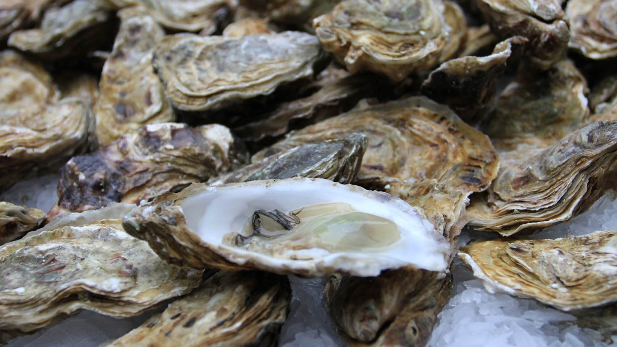 Хасанские мидии