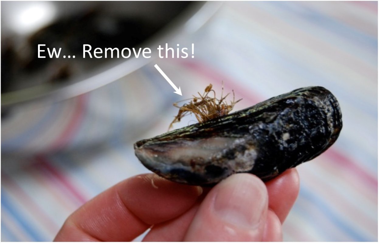 Биссусные нити мидии