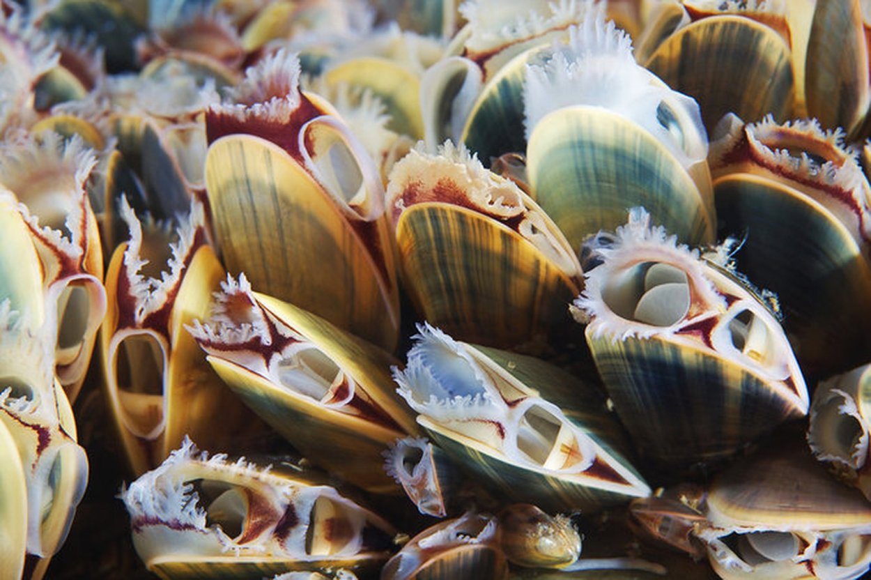 Steamed Cornish sole, Mussels & Whelks with Eucalyptus & Olive Oil