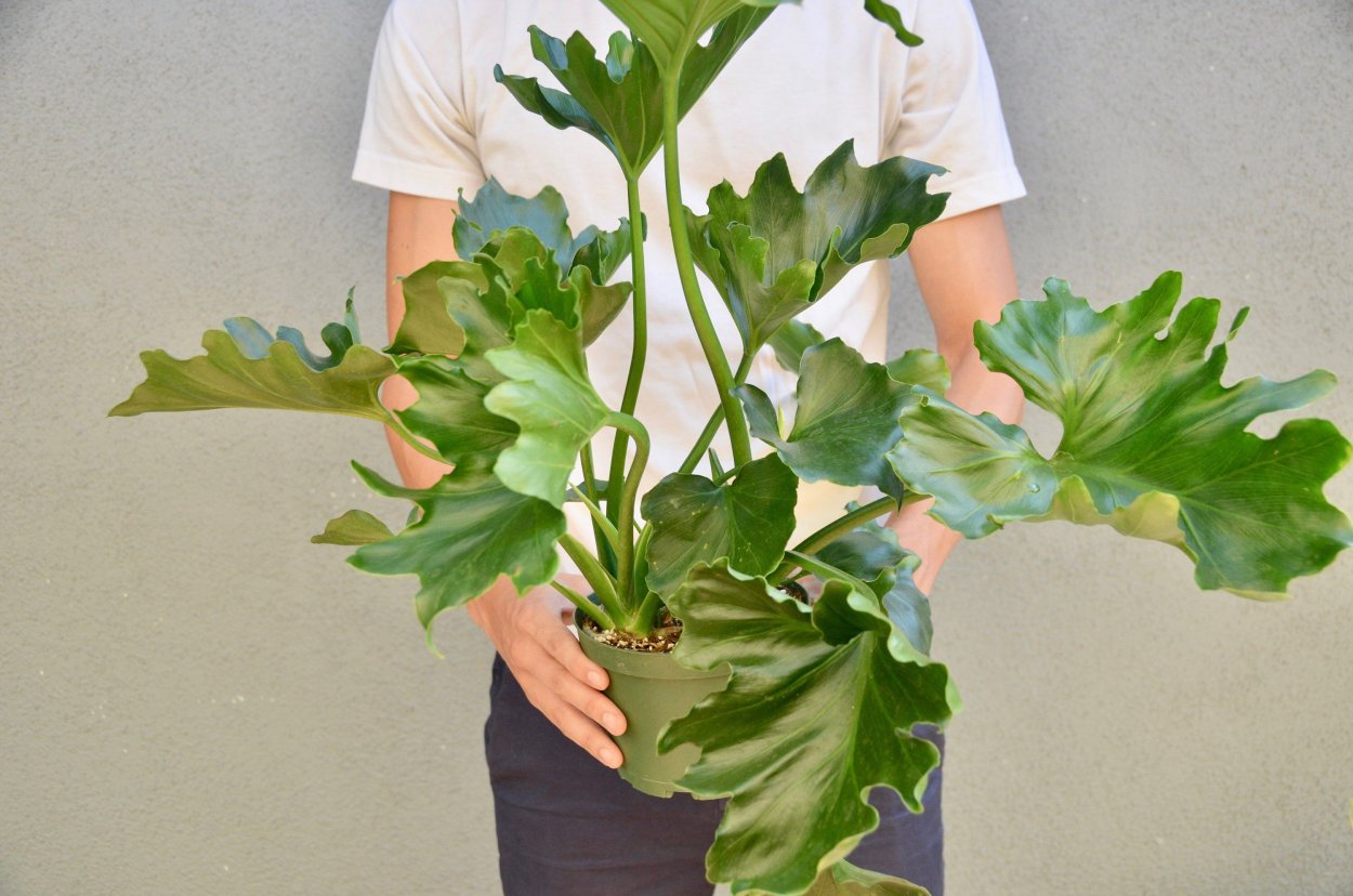 Филодендрон Shangri-la