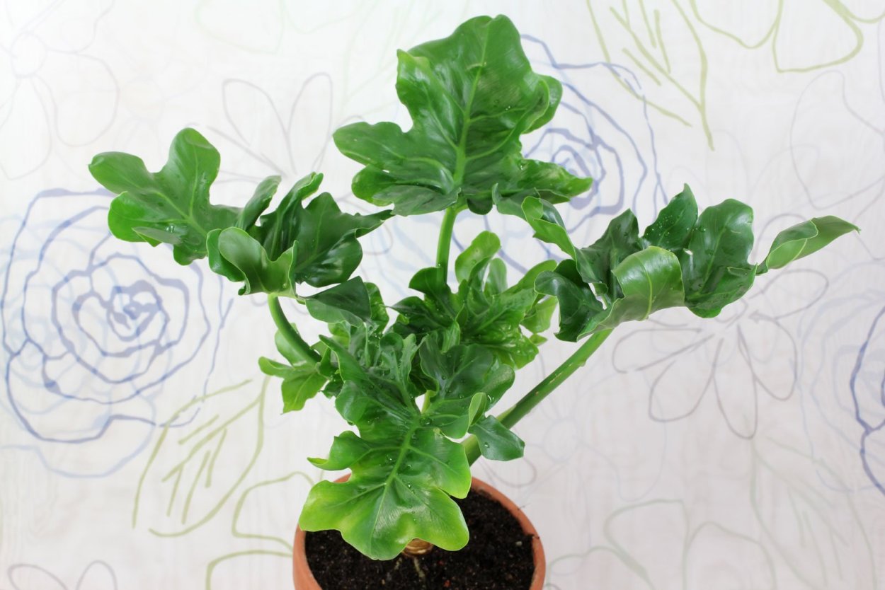 Филодендрон Кум лауд