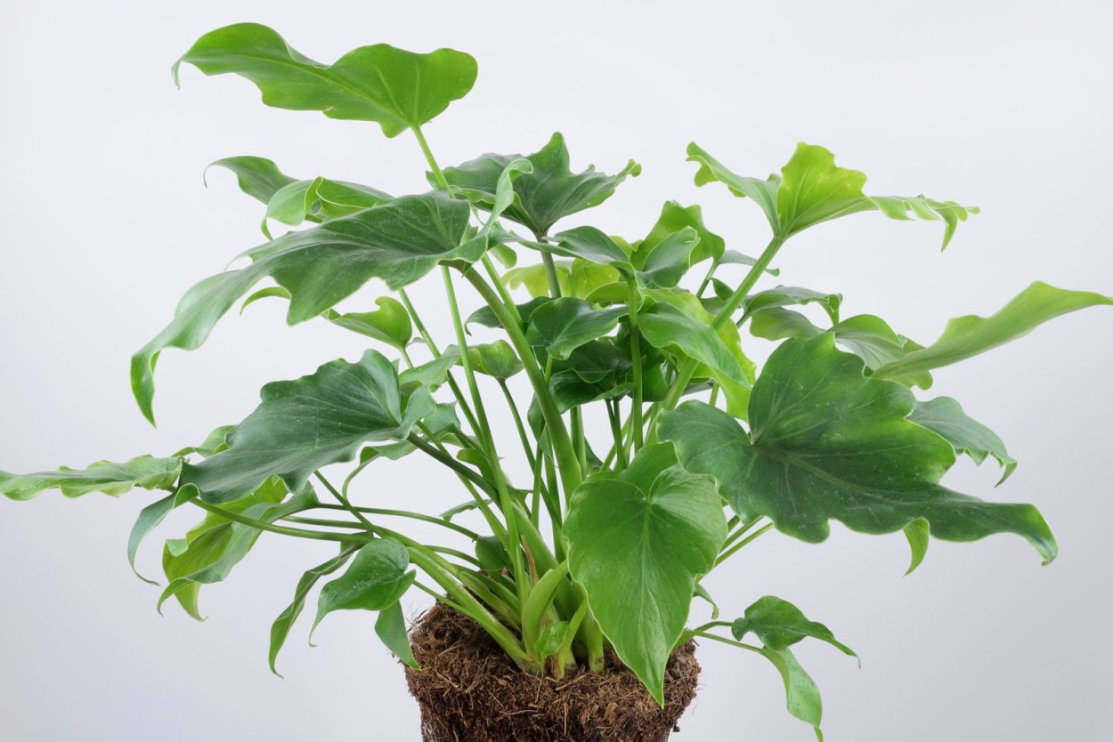 Филодендрон литол Хооп