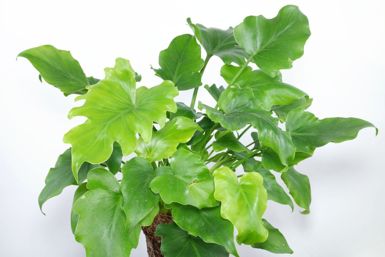 Филодендрон selloum