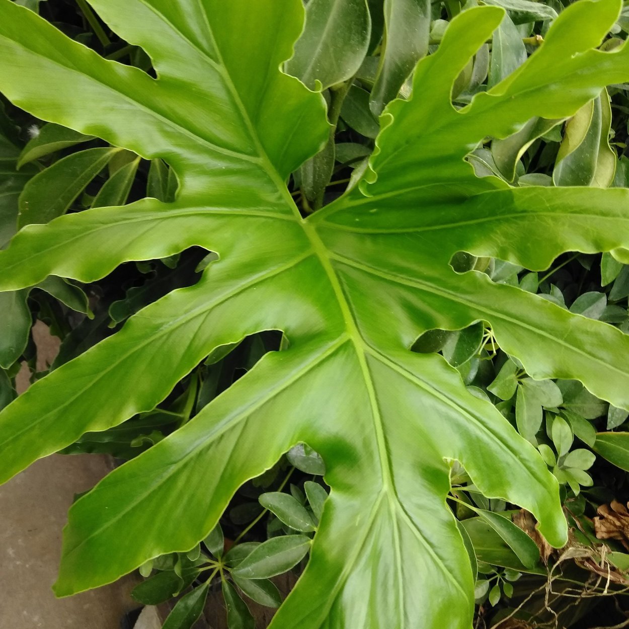 Филодендрон Лучистый