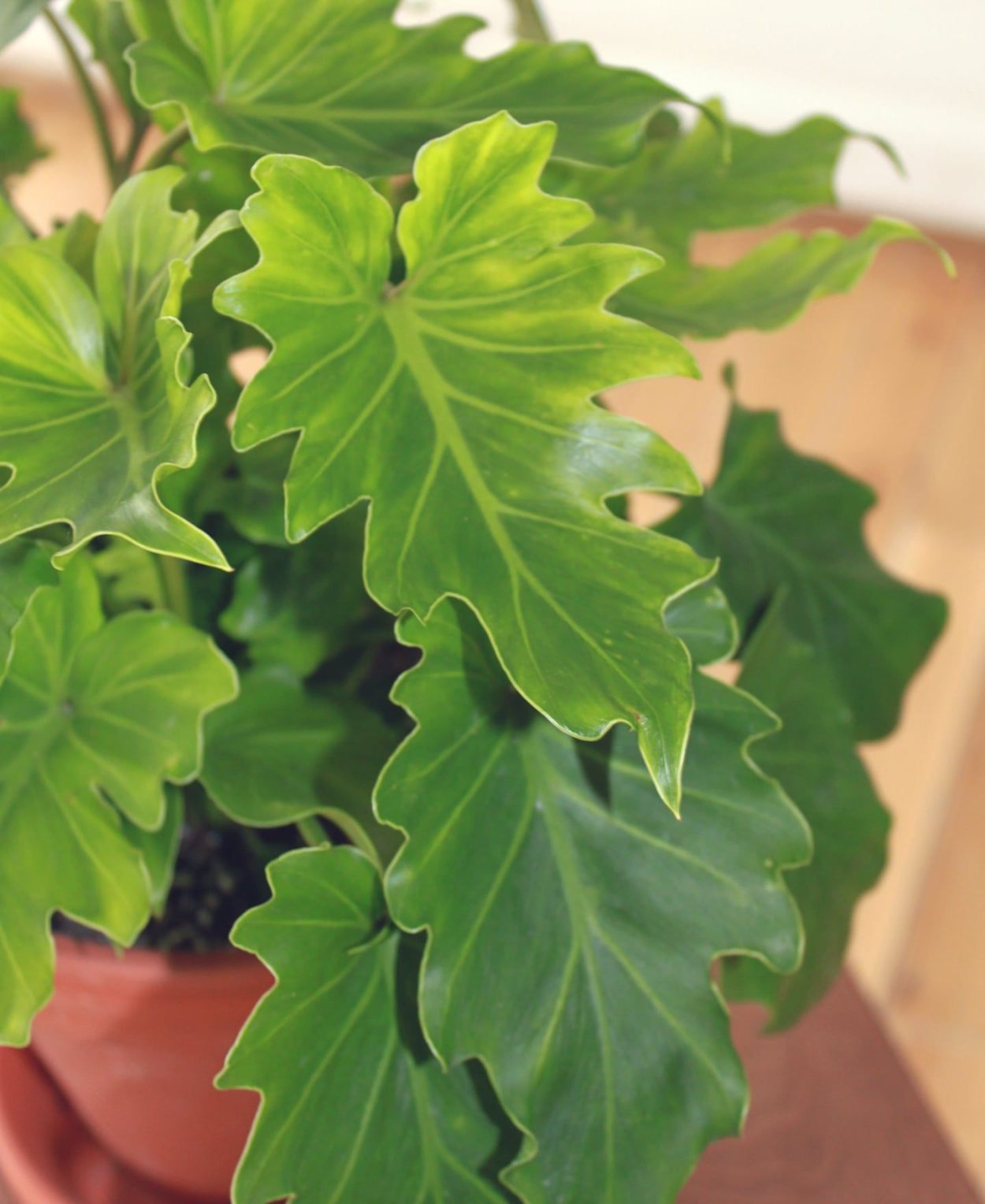 Филодендрон Литтл Хоуп