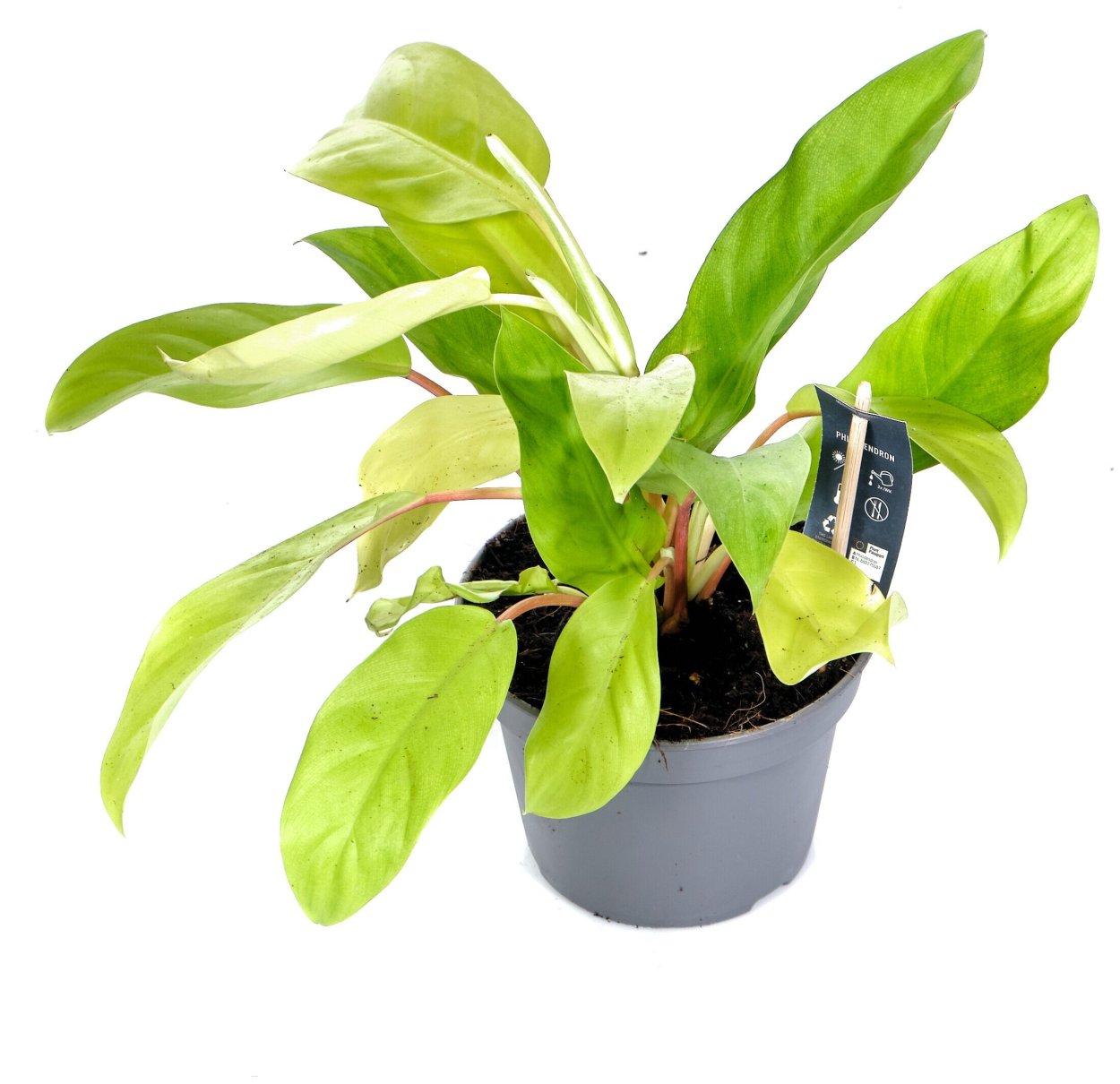 Филодендрон Селло Хоуп