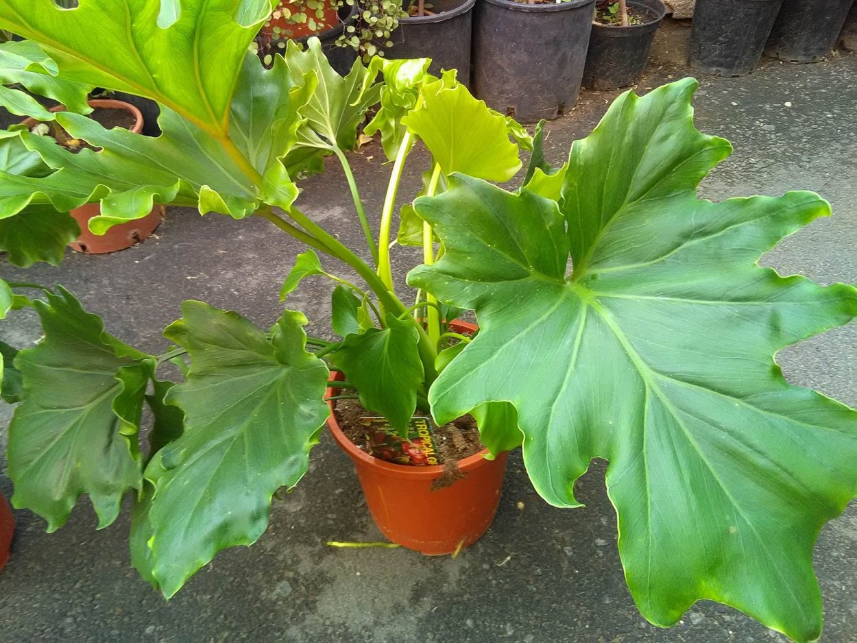 Филодендрон Литтл