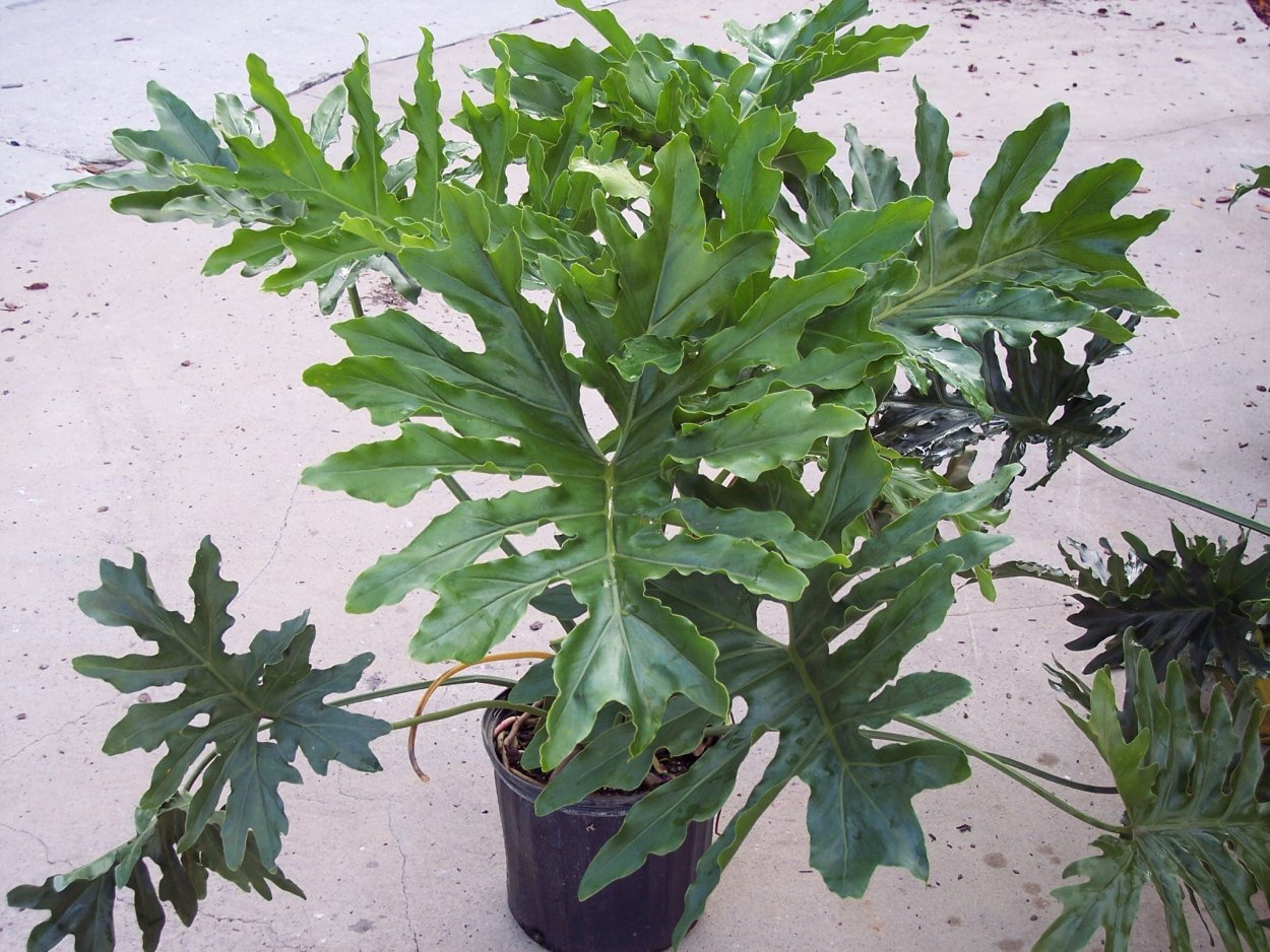 Филодендрон Лучистый