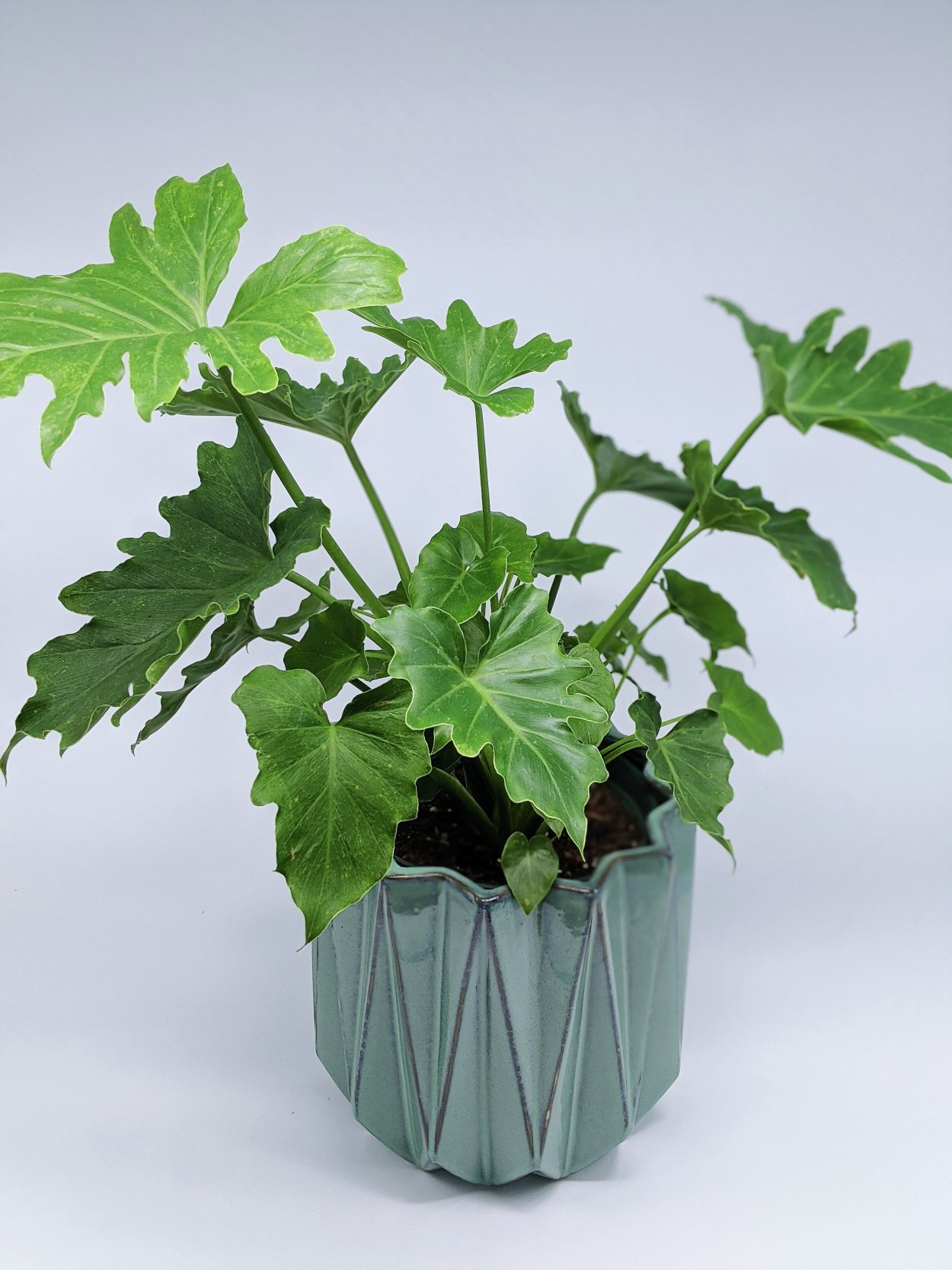 Филодендрон Хоуп