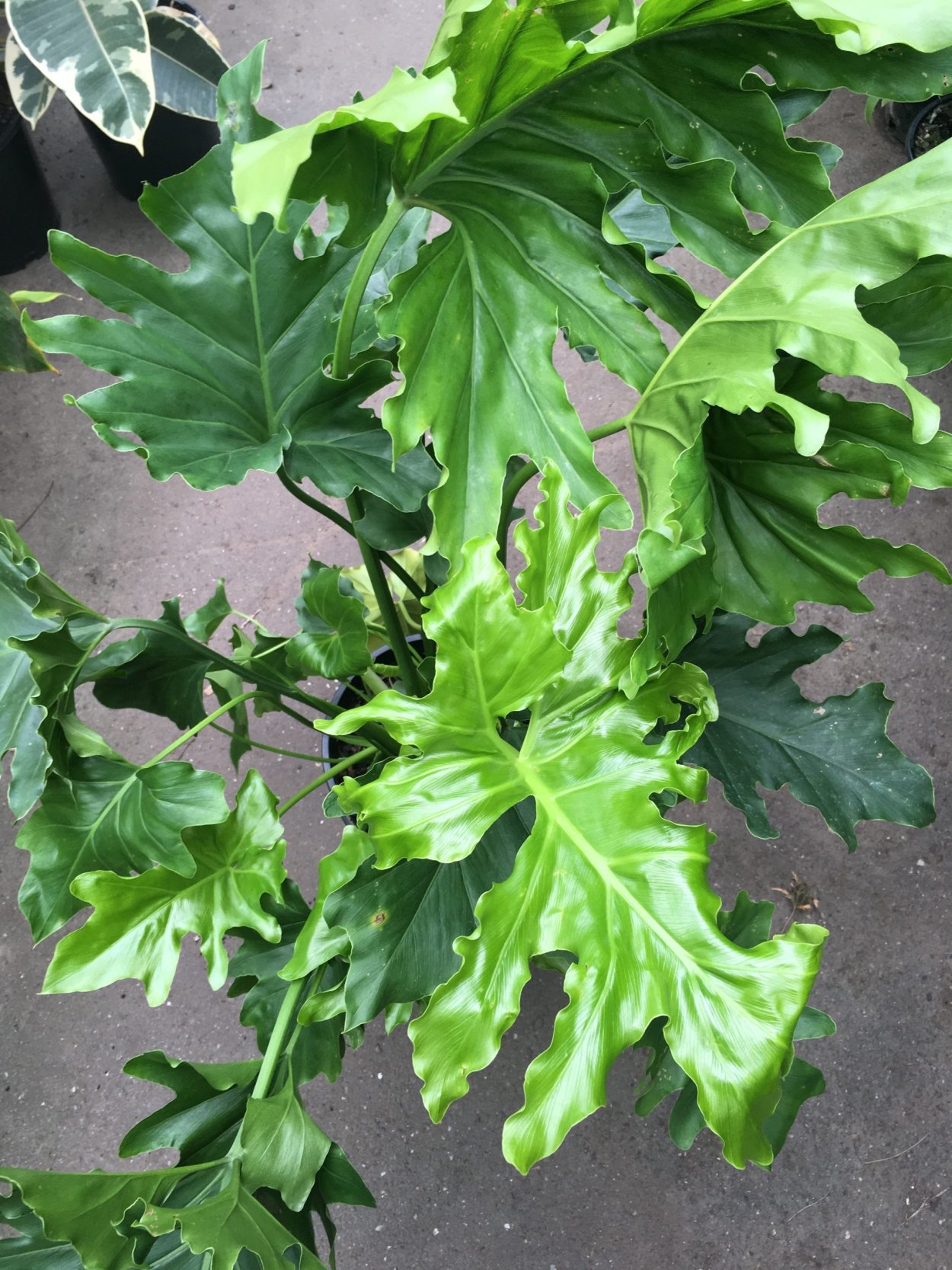 Филодендрон bipennifolium