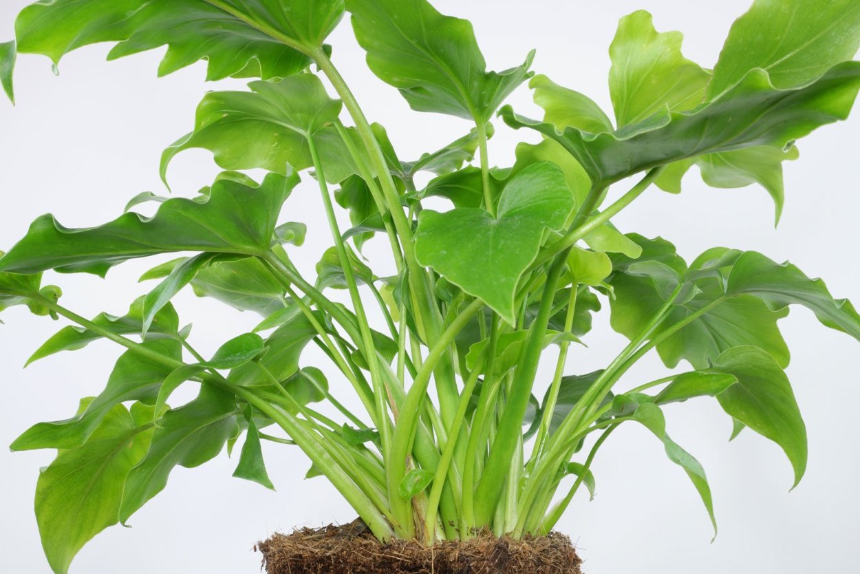 Филодендрон бипиннатифидум