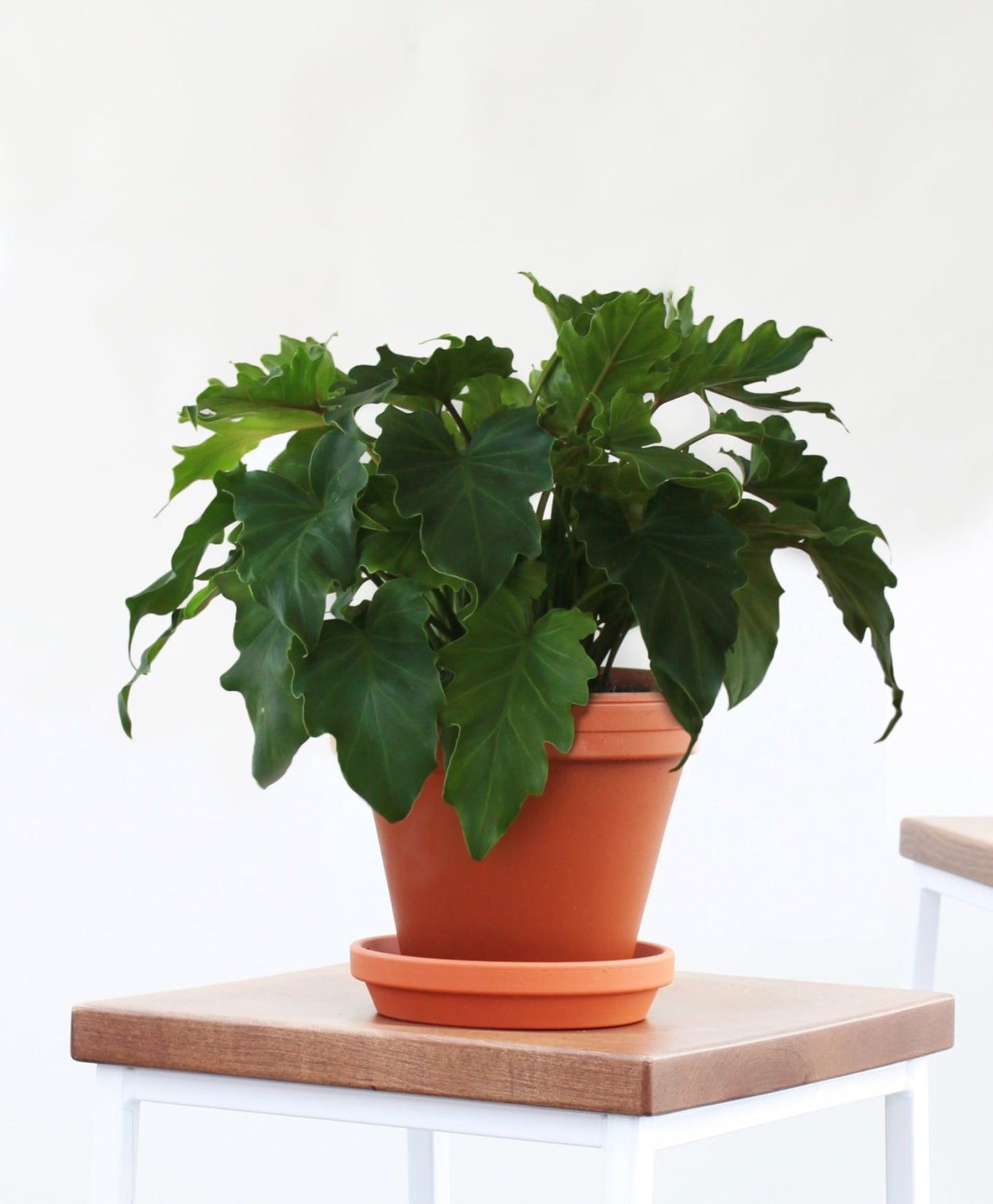 Адиантум Филодендрон