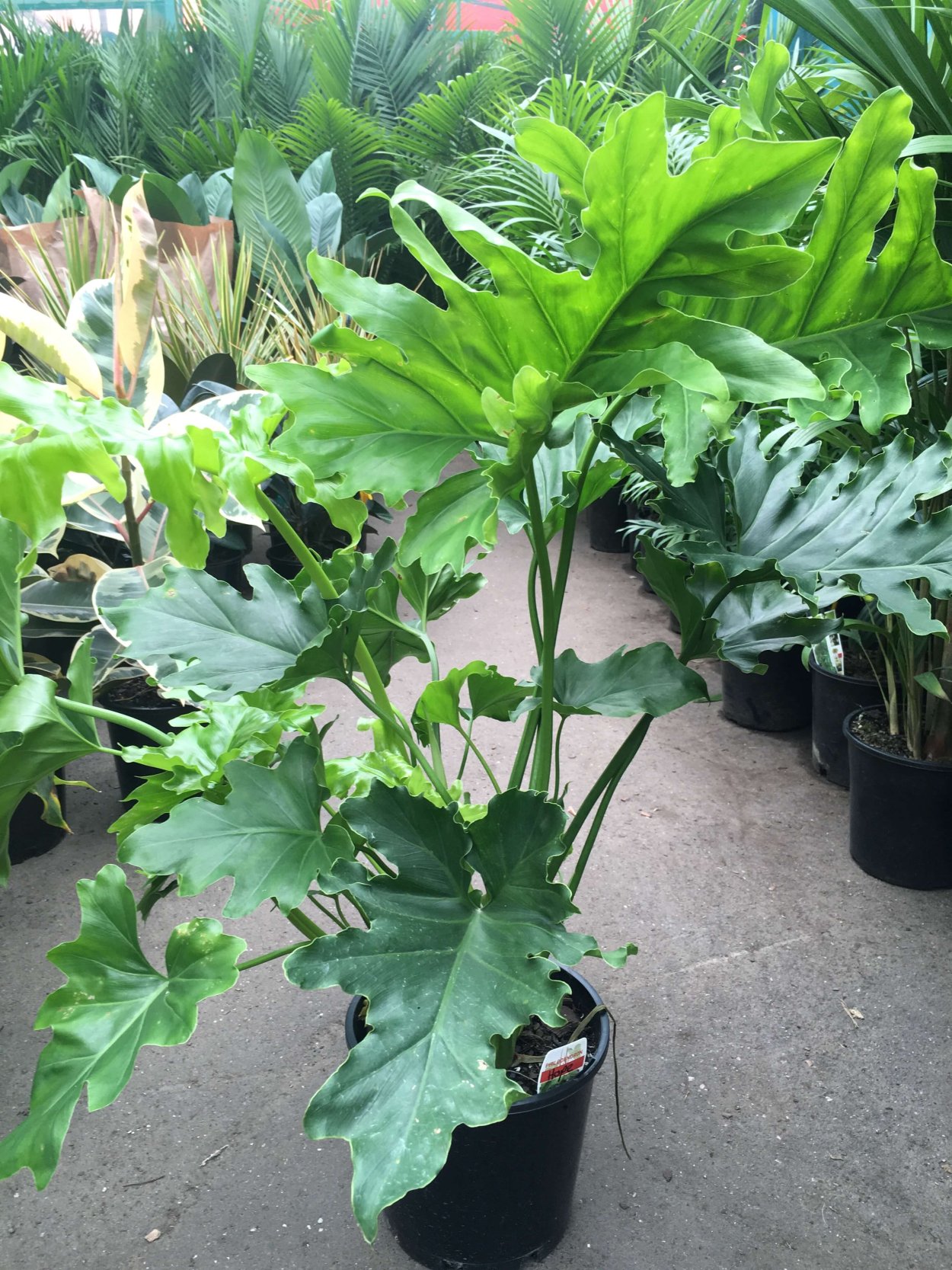 Филодендрон дуболистный