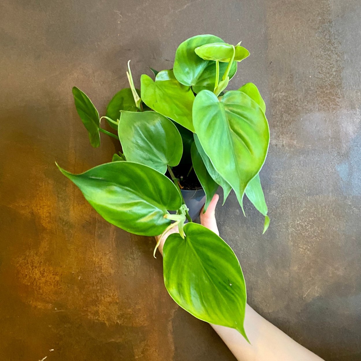 Монстера adansonii