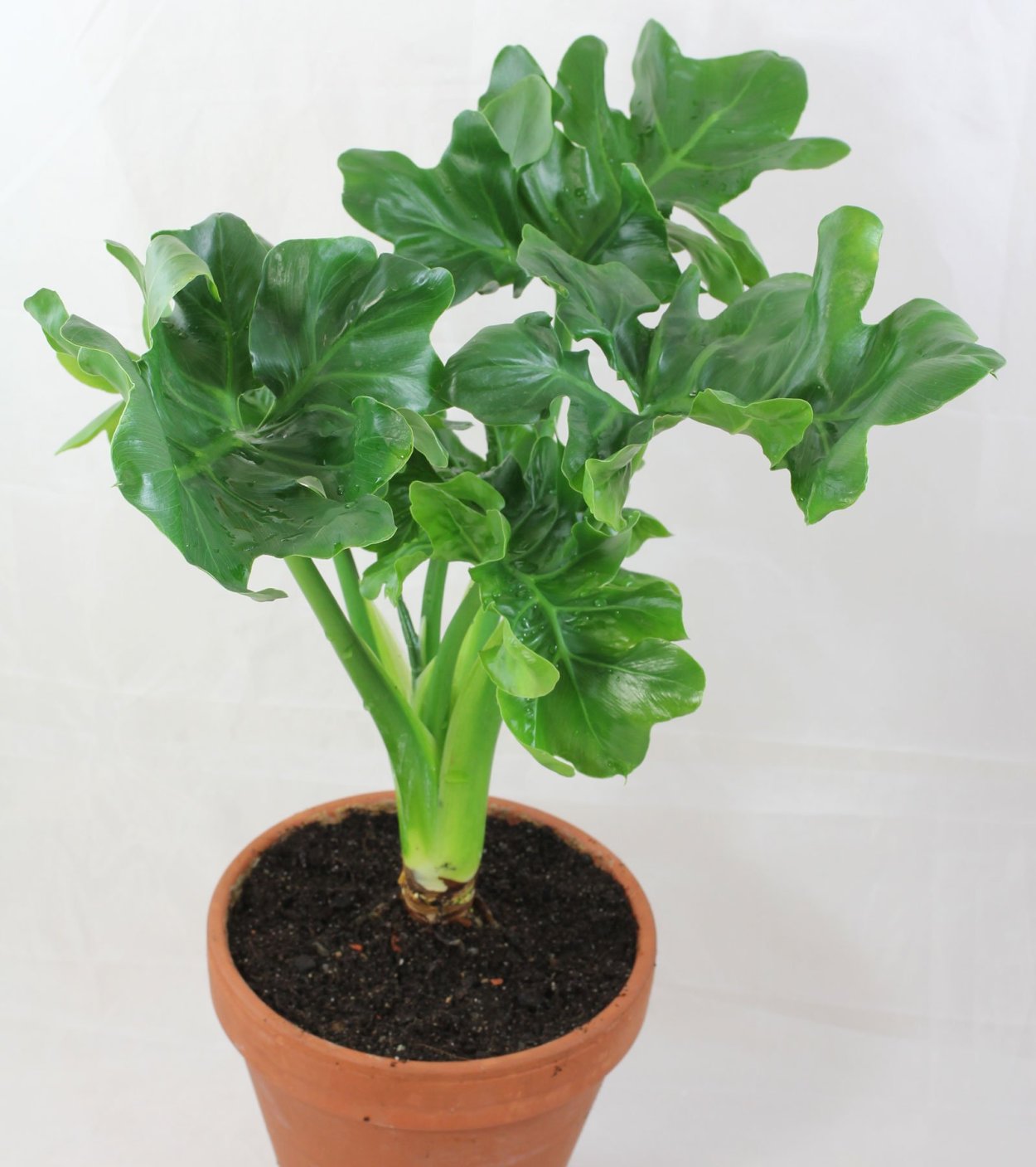 Филодендрон копьевидный