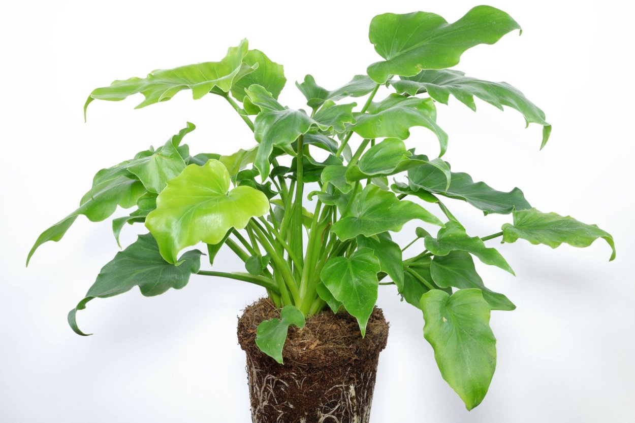 Адиантум Филодендрон