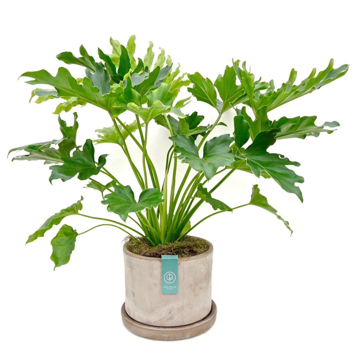 Филодендрон selloum