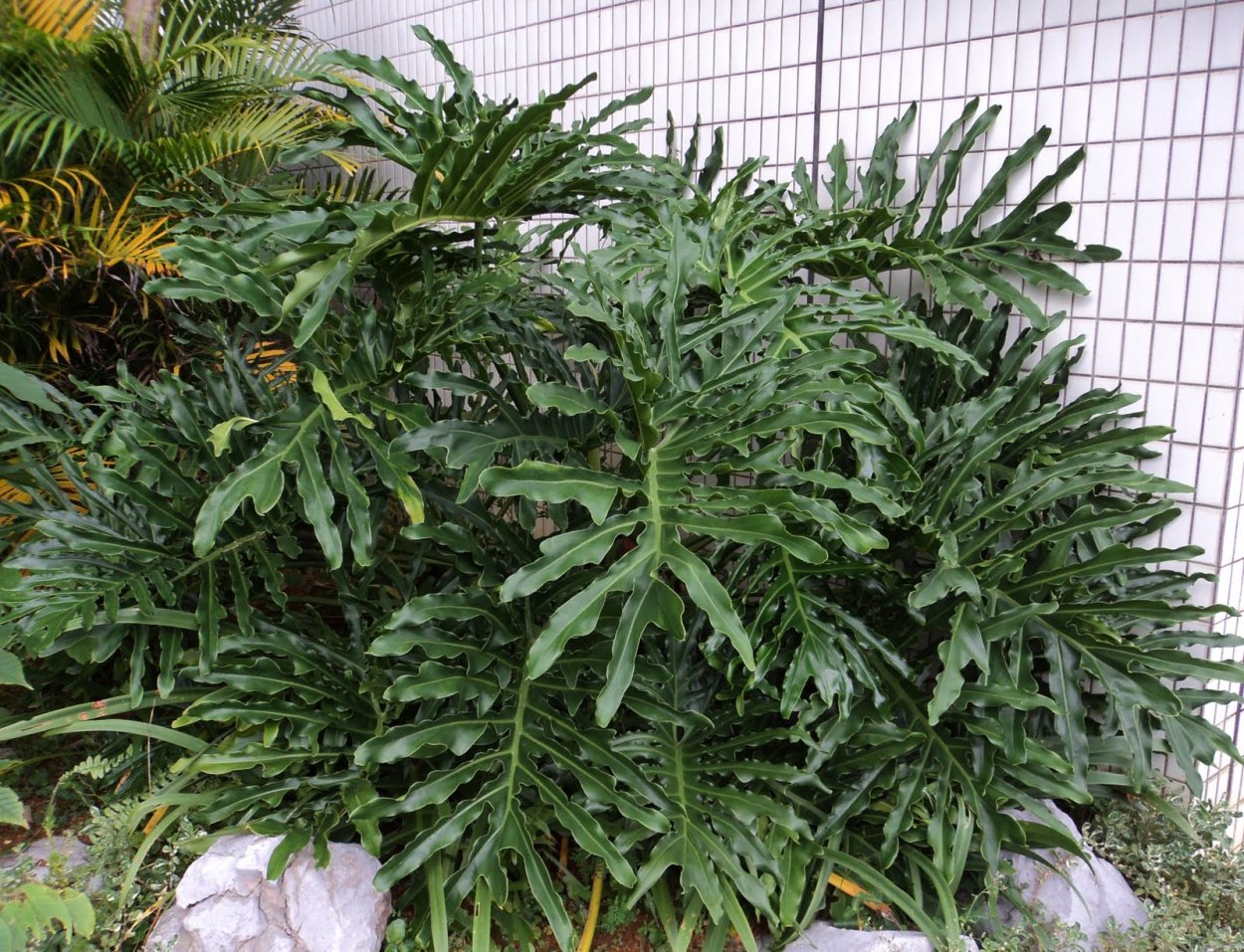 Филодендрон selloum hope