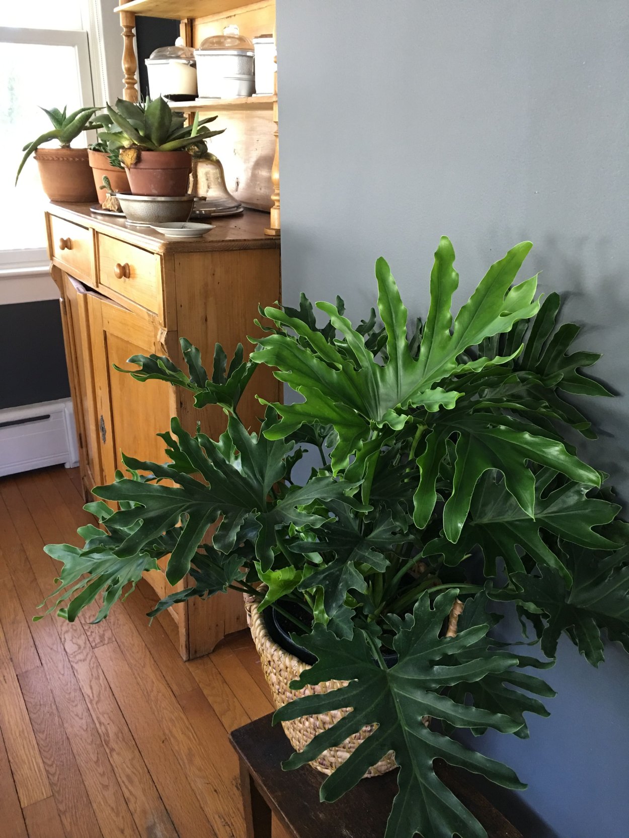 Филодендрон Литтл Хоуп