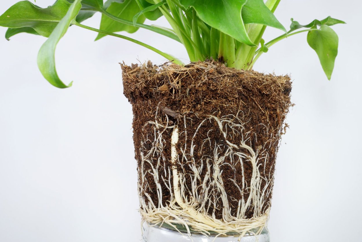 Филодендрон Конго ред