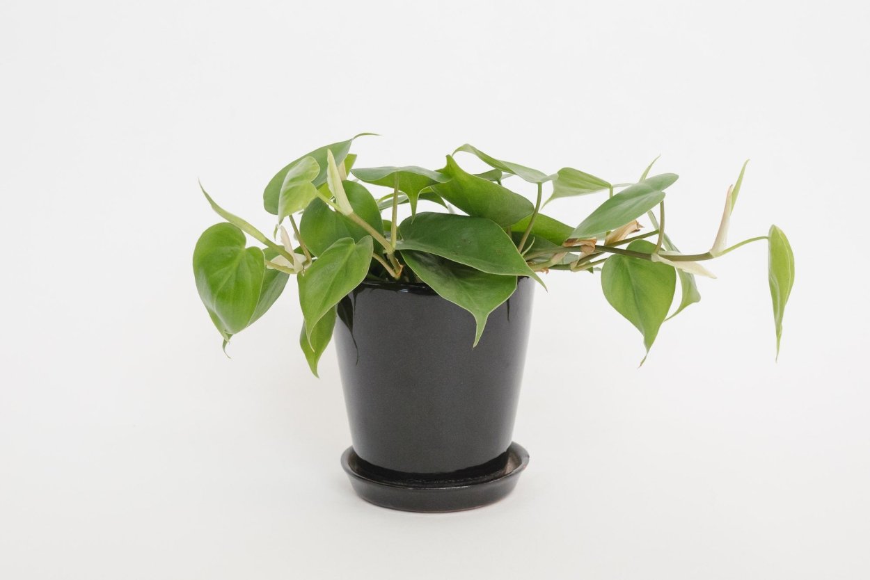 Филодендрон Bip little hope