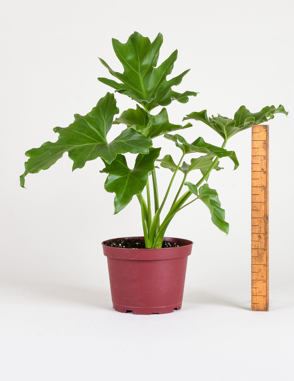 Филодендрон Хоуп