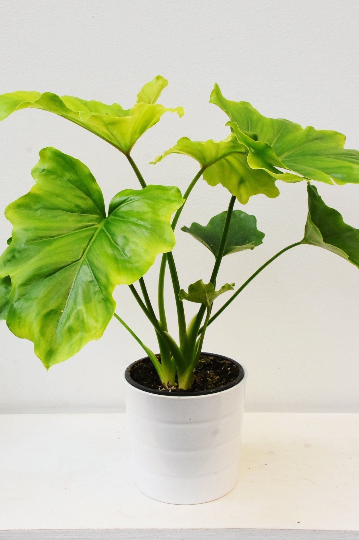 Как сделать.Филодендрон на палец