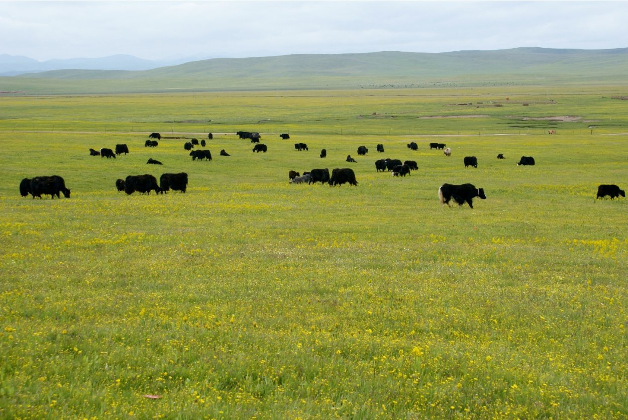 Цинхай пастбища