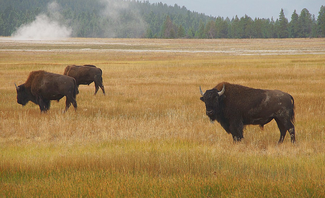 Прерия Бизон