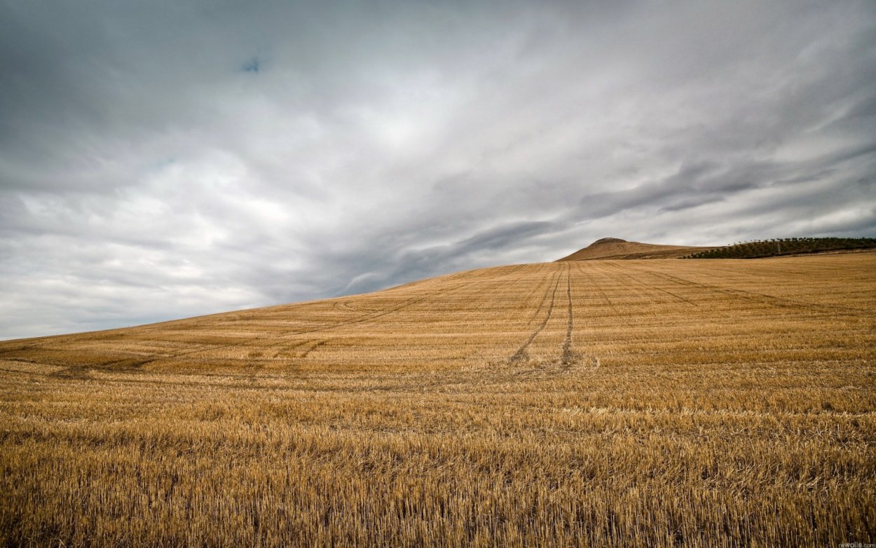 Моюнкумская степь