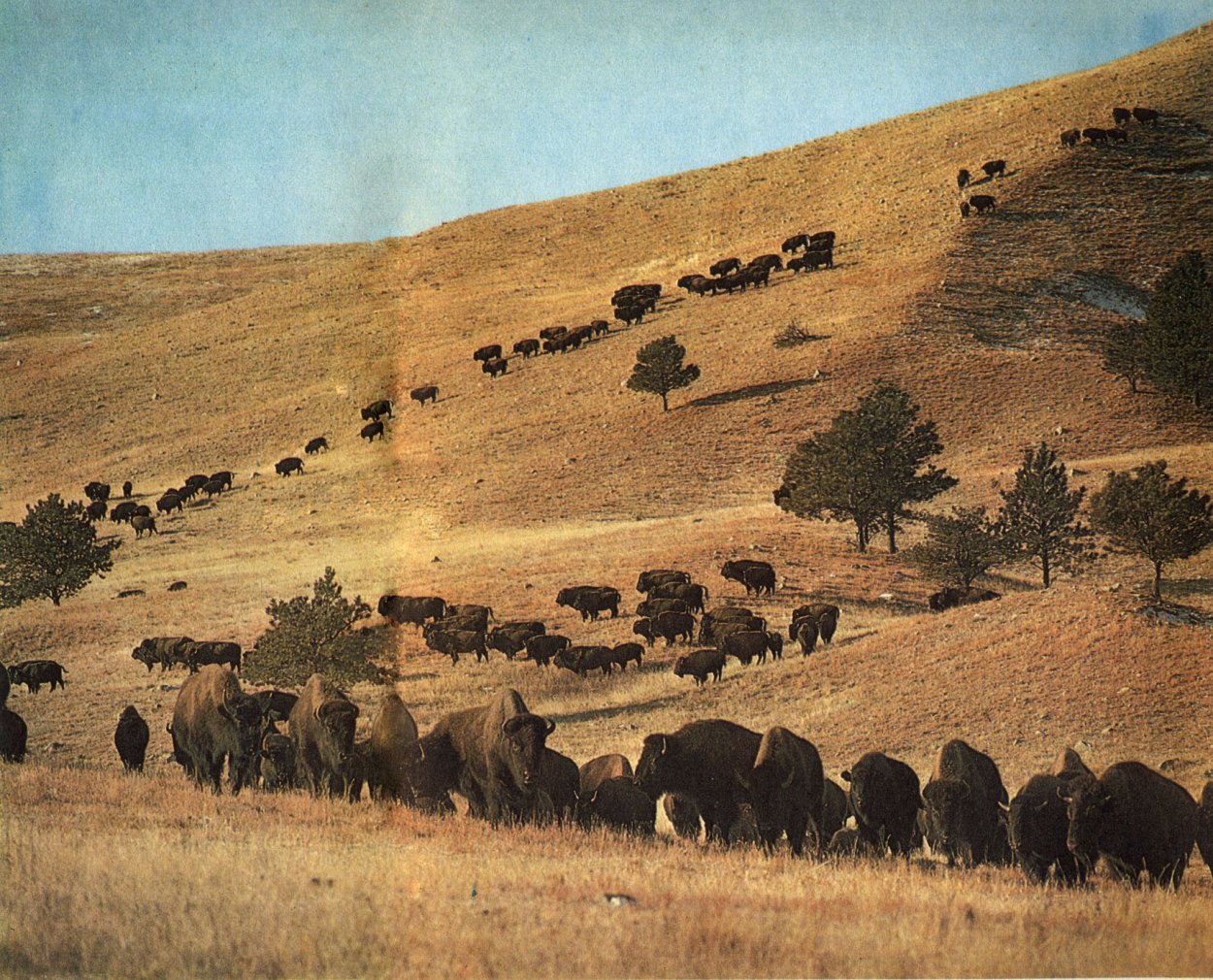 Степи Северной Америки прерии