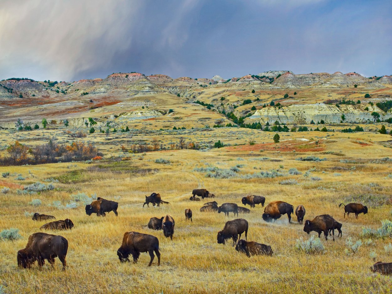 Прерии Америки Бизон