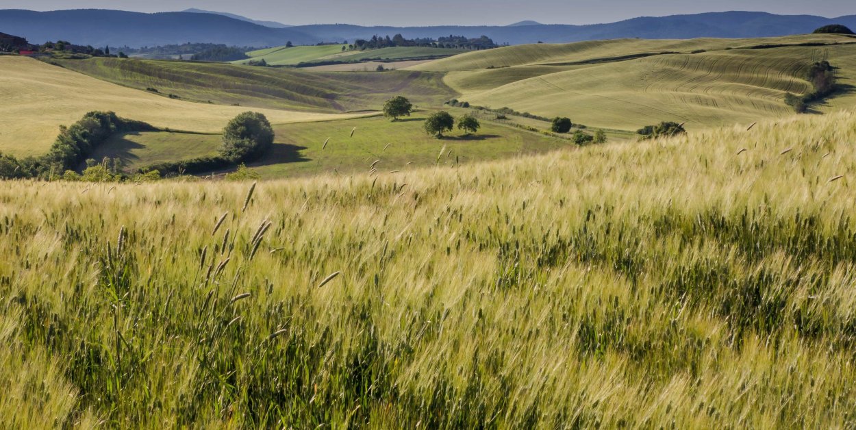 Луговые степи России