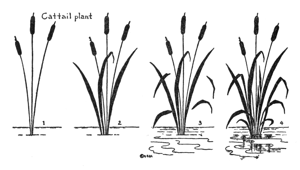 Строение камыша